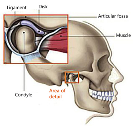 Diagram of the temporomandibular joint and surrounding structures