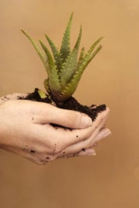 woman holding aloe plant in her palms